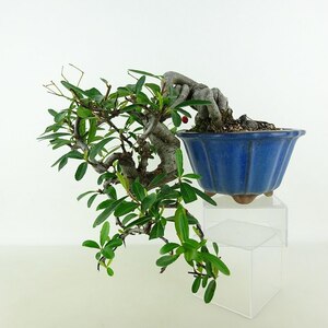 盆栽 ピラカンサ 樹高 上下 約20cm Pyracantha 懸崖 バラ科 常緑樹 観賞用 小品 現品