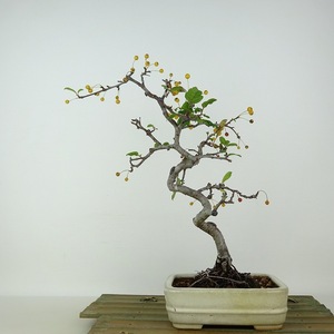 盆栽 酸実 樹高 約29cm ずみ Malus toringo ズミ 実物 黄 バラ科 落葉樹 観賞用 現品