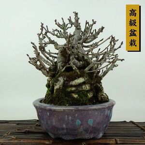  bonsai tree . height of tree approximately 20cm.. high class bonsai Chaenomeles speciosa becoming dim rose . becoming dim . deciduous tree .. for small goods reality goods 