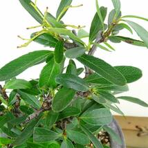 盆栽 ピラカンサ 樹高 約13cm Pyracantha バラ科 常緑樹 観賞用 小品 現品_画像8