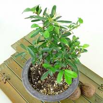 盆栽 ピラカンサ 樹高 約13cm Pyracantha バラ科 常緑樹 観賞用 小品 現品_画像9