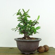 盆栽 ピラカンサ 樹高 約13cm Pyracantha バラ科 常緑樹 観賞用 小品 現品_画像2