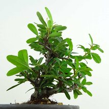 盆栽 ピラカンサ 樹高 約13cm Pyracantha バラ科 常緑樹 観賞用 小品 現品_画像3