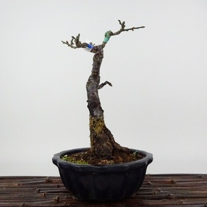 盆栽 梅 樹高 約18cm うめ Prunus mume ウメ 花梅 バラ科 落葉樹 観賞用 小品 現品