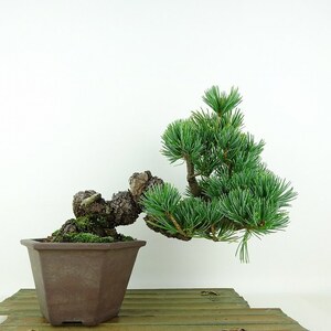  bonsai pine . leaf pine height of tree top and bottom approximately 19cm. for ..Pinus parvifloragoyo horse tsumatsu. evergreen needle leaved tree .. for small goods reality goods 