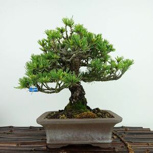 盆栽 松 五葉松 樹高 約18cm ごようまつ Pinus parviflora ゴヨウマツ マツ科 常緑針葉樹 観賞用 小品 現品