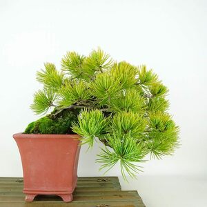 盆栽 松 五葉松 樹高 上下 約20cm ごようまつ Pinus parviflora ゴヨウマツ マツ科 常緑針葉樹 観賞用 小品 現品