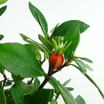 盆栽 梔子 樹高 約25cm くちなし Gardenia jasminoides クチナシ 実物 アカネ科 クチナシ属 常緑樹 観賞用 現品_画像8