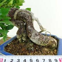 盆栽 梔子 樹高 約25cm くちなし Gardenia jasminoides クチナシ 実物 アカネ科 クチナシ属 常緑樹 観賞用 現品_画像5