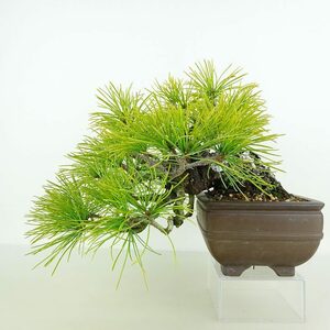  bonsai pine . leaf pine height of tree top and bottom approximately 15cm. for ..Pinus parvifloragoyo horse tsumatsu. evergreen needle leaved tree .. for small goods reality goods 