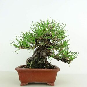  bonsai pine Japanese black pin height of tree approximately 16cm.... high class bonsai Pinus thunbergii black matsumatsu. evergreen needle leaved tree .. for small goods reality goods 