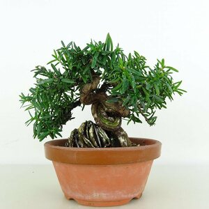 盆栽 一位 樹高 約10cm いちい Taxus cuspidata イチイ イチイ科 常緑針葉樹 観賞用 小品 現品