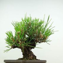 盆栽 松 黒松 瑞宝 樹高 約18cm くろまつ Pinus thunbergii クロマツ マツ科 常緑針葉樹 観賞用 小品 現品_画像5