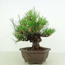 盆栽 松 黒松 瑞宝 樹高 約18cm くろまつ Pinus thunbergii クロマツ マツ科 常緑針葉樹 観賞用 小品 現品_画像1