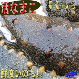 解禁!! 季節限定「活赤なまこ 1kg」やわらか～　『魚王国』境港産