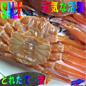 Live -Frozen, Red Crab L5 (2 кг или более).