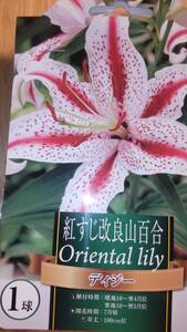 ③紅すじ改良山百合の球根 1球