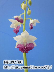 【福山えびね】鶴の華×神業　来春、初花開花見込み株　エビネ