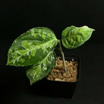 77. Aglaonema pictum Sumatera Selatanアグラオネマ ピクタム 南スマトラ地域 ワイルド採取株 nakayama select_画像1