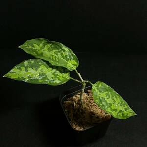 60. Aglaonema pictum Sumatera Selatanアグラオネマ ピクタム 南スマトラ地域 ワイルド採取株 nakayama select