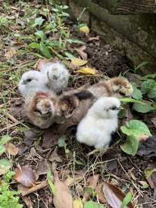 多産系 烏骨鶏（アメリカンシルキー）の有精卵6個