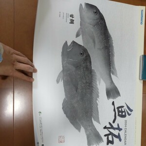 シマノ 魚拓　2024年 壁掛けカレンダー　送料510円　
