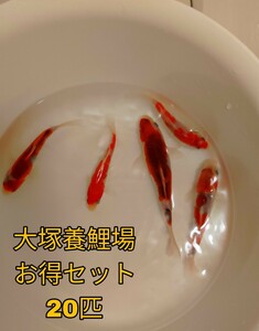 【稀少鯉】期間限定 大塚養鯉場産 葡萄衣系統 20匹お得セット 錦鯉 当歳 約10cm～25cm 同梱不可