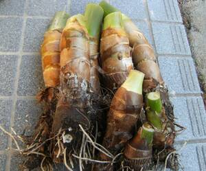 １筍芋、タケノコ芋、たけのこ芋、京芋　4kg サイズ色々