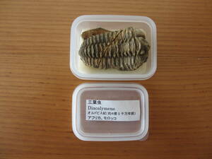 三葉虫 オルドビス紀（約4億5千万年前）アフリカ モロッコ産