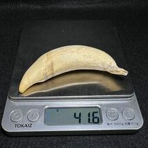 穴無し！【マッコウクジラの歯 41.6g】抹香 鯨 クジラ 歯 牙 印材 鯨歯_画像1