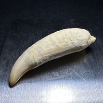 【マッコウクジラの歯 45.5g】抹香 鯨 クジラ 歯 牙 印材 鯨歯_画像9