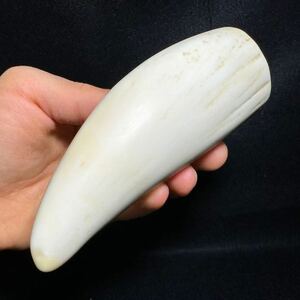 穴無し！【マッコウクジラの歯 177.8g】抹香 鯨 クジラ 歯 牙 印材 鯨歯