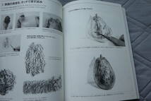 鉛筆デッサン教室―観察から線力アップまで　羽川幸一　グラフィックス社　鉛筆画　線画　写生　風景画　ボタニカルアート　人物画　初心者_画像3