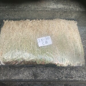 フウラン用ミズゴケ25～30ザル満タン鉢植え 山野草 