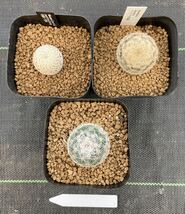 ●マミラリア 実生 3種セット①●恋山彦・白斜子・曙 Mammillaria サボテン 121801_画像2