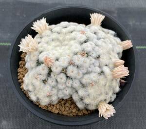 ●パンチパーマ白星 実生●Mammillaria plumosa 'Punch perm' マミラリア サボテン 121903