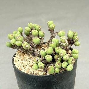 61 Conophytum sp. / コノフィツム sp. [検索] メセン リトープス オフタルモフィルム ブルゲリ グラキリス パキプス ピグマエア ミラビレ