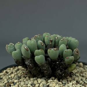 13 Conophytum sp. / コノフィツム sp. [検索] メセン リトープス オフタルモフィルム ブルゲリ グラキリス パキプス ピグマエア ミラビレ