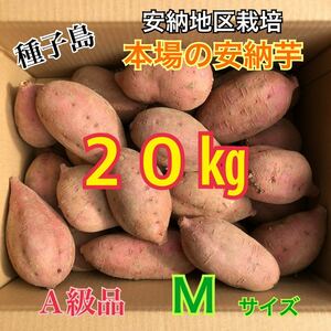 種子島　農家直送！安納地区の安納芋　M 20キロ　A級品