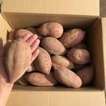 種子島　農家直送！安納地区の安納芋　M ４キロ　A級品_画像2