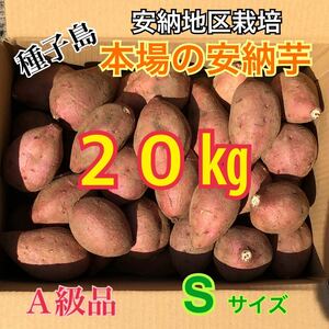 種子島　農家直送！安納地区の安納芋　S 20キロ　A級品