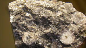 アメリカ産のフォッシル・ジャスパーです。　４億年前の化石宝石