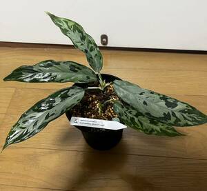 LA便　天照兄弟株　Aglaonema pictum A Aceh sumatera 【LA0318-03R】