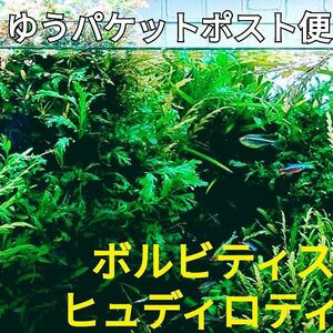 【ゆうパケットポスト便】水中葉 ボルビティス ヒュディロティ Ｗサイズ