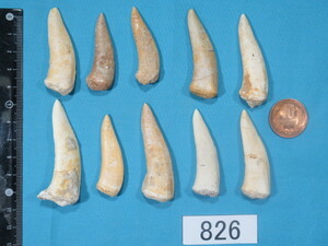 ◆化石 古代魚の歯◆エンコダスの歯◆10個セット◆No.826◆送料無料