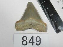 ◆化石 サメの歯◆メガロドン◆アメリカ◆4.6cm◆No.849◆送料無料_画像1