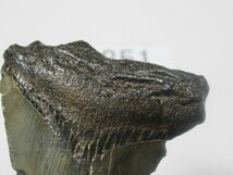 ◆化石 サメの歯◆メガロドン◆アメリカ◆6.5cm◆No.851◆送料無料_画像5