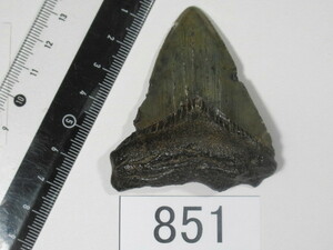 ◆化石 サメの歯◆メガロドン◆アメリカ◆6.5cm◆No.851◆送料無料