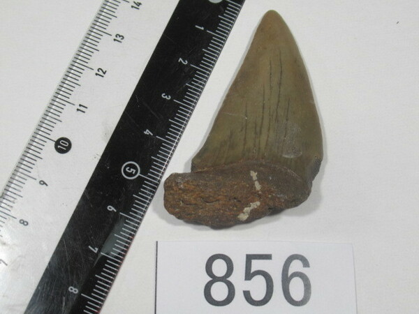 ◆化石 サメの歯◆イスルス ハスタリス◆5.9cm◆No.865◆送料無料