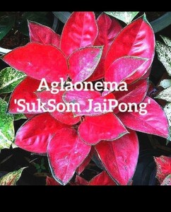 アグラオネマ スック ソム ジャイ ポン「Aglaonema Suk Som Jai Pong」